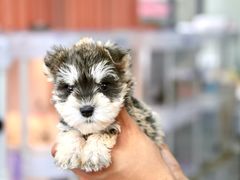 -翊宠yipet猫狗购宠庄园犬舍•猫舍