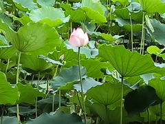 -荔湾湖公园