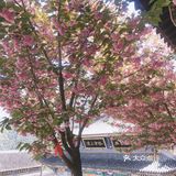 灵山寺 一座藏在深山里的寺庙