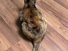 -FAELING PETS美天灵宠物(富力广场店)