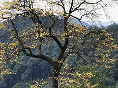 -双季花艺园艺市场(浦东店)