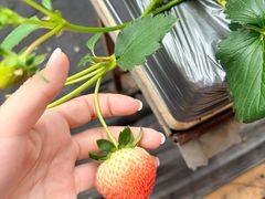 -甜心庄园·甜心草莓采摘园(西青中北店)