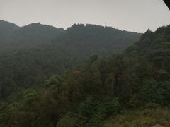 -铁山坪森林公园