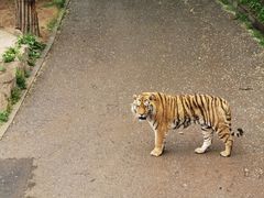 -大连森林动物园