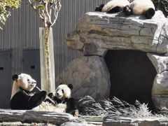 -卧龙中华大熊猫苑神树坪基地