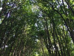 -艾溪湖湿地公园