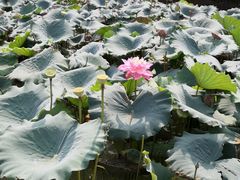-白塘生态植物园