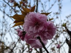 -高东镇樱花园