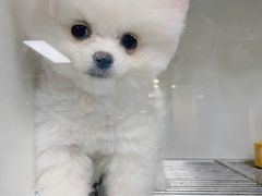 -萌宠之家·腊肠犬·马尔泰·小体犬舍