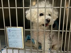 -康旭宠物医院(郑州总院)