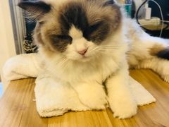 -平行世界·猫咖(首经贸店)