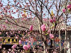 -护国法轮寺