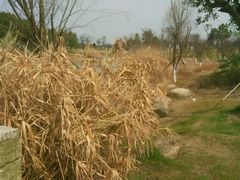 -瑶湖郊野森林公园