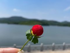 -佛手湖郊野公园