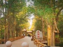 -金塔沙漠胡杨林景区