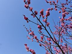 -白塘生态植物园