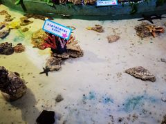 -重庆欢乐海底世界