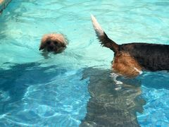 -汪说喵讲宠物乐园宠物酒店(红星美凯龙店)