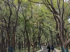 -东湖落雁景区