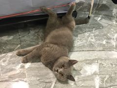 -喵zoo家庭繁育猫舍(尖东智能花园店)
