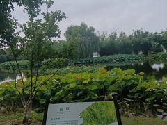 -金银湖国家城市湿地公园