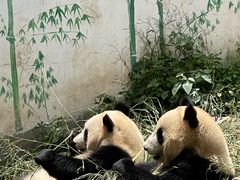 -中国大熊猫保护研究中心雅安碧峰峡基地