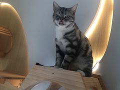 -猫和宫(六道口店)