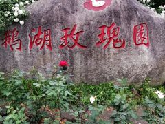 -鹅湖玫瑰文化园