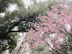 -武汉大学-樱园