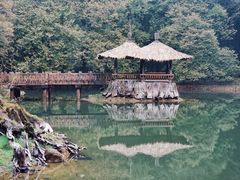 -阿里山神木遗迹