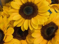-FEI FEI FLOWER鲜花店·气球派对·宝宝宴布置(虹口德必运动Loft店)