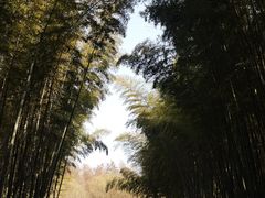 -同里国家湿地公园
