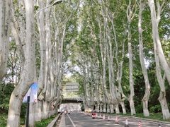 -紫金山山顶公园