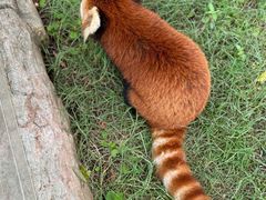 -灵玲国际马戏城