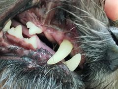 -贝康宠物医院·犬猫全科·小动物特色诊疗中心(东环路店)