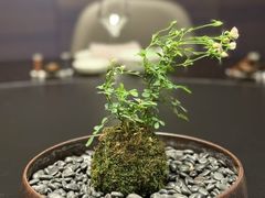 -龙宴海鲜城(经中路店)