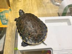 -玲玲面屋