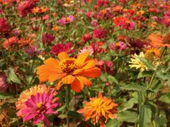 -艾溪湖湿地公园