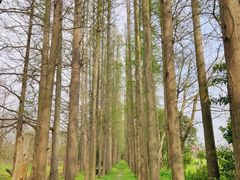 -上海长兴岛郊野公园