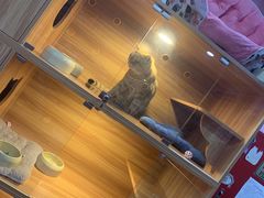 -喵百万·布偶·蓝金金渐层英短·猫舍(百子湾店)
