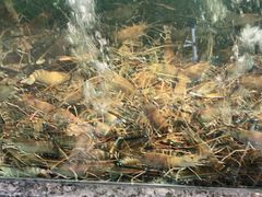 -海鲜e族(马王堆店)