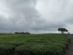 -雪绿茶博物馆