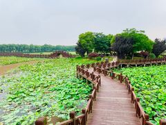-荷塘月色湿地公园·向阳花洲