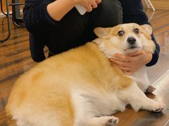 -豆柴町-柴犬主题狗咖(红鼎国际C座店)