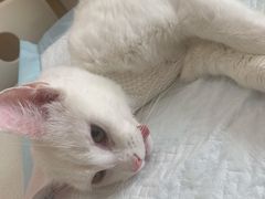 -瑞派长江宠物医院·猫科·外科·24小时夜护(谊城公寓分院)