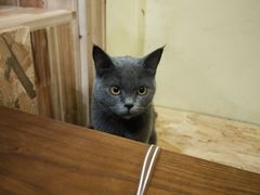 -猫色咖啡·猫咖