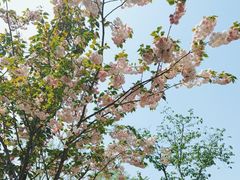 -顾村公园