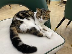 -安格丽娜·狗咖·猫咖羊驼咖(春熙路百盛商场店)