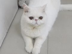 -瑞派康怡24h宠物医院·犬猫医疗中心·微创绝育(瑞景分院)