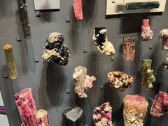 -美国自然历史博物馆